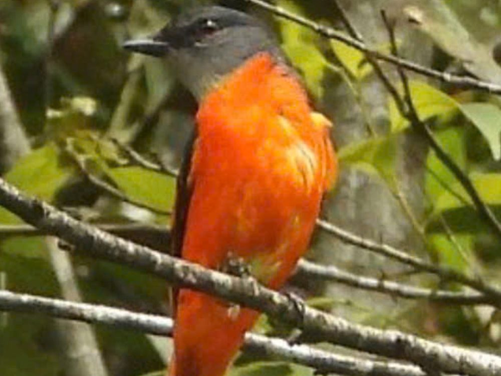 Private Full-Day Birdwatching Adventure in Bach Ma National Park © 2024 V-Explorer®