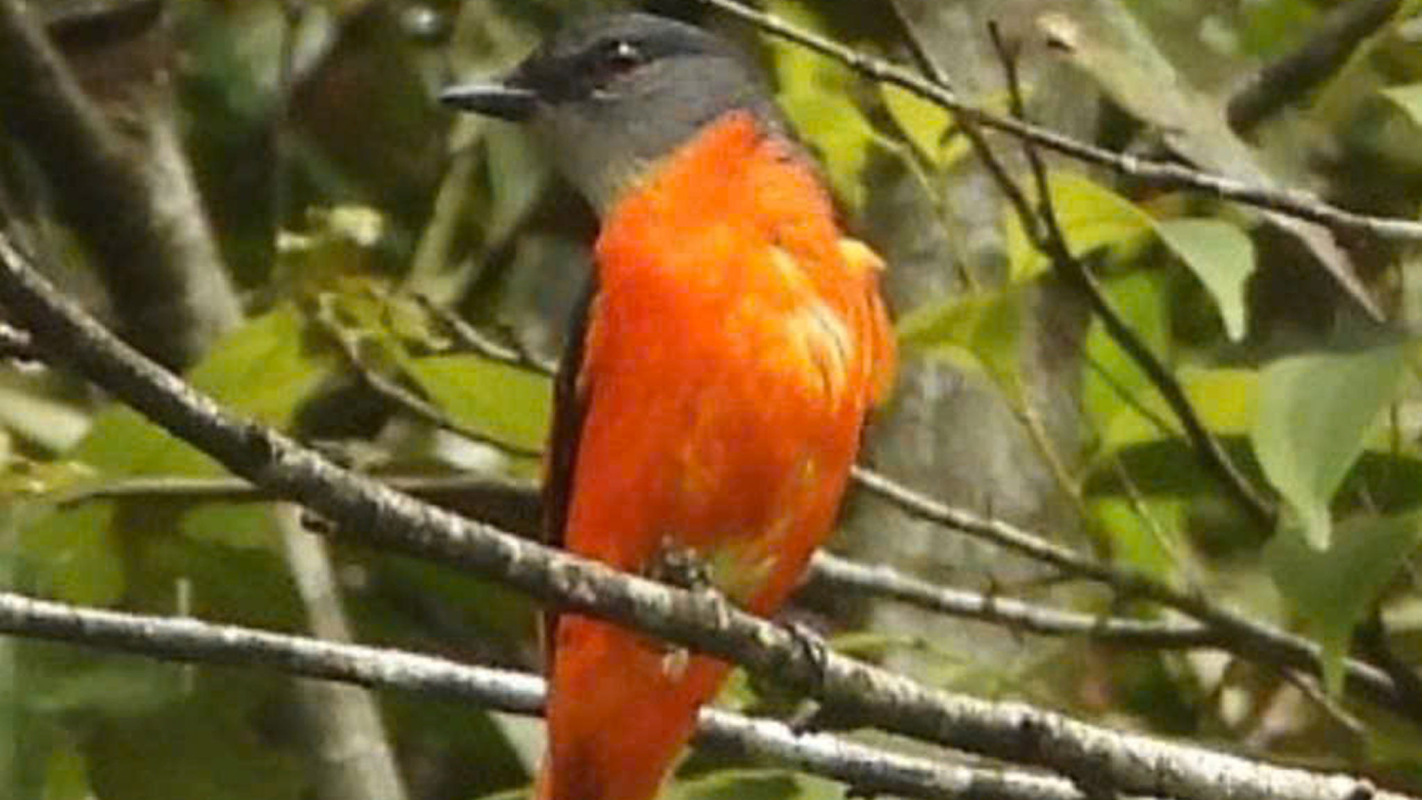 Private Full-Day Birdwatching Adventure in Bach Ma National Park © 2024 V-Explorer®